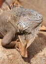 Male iguana portrait Royalty Free Stock Photo