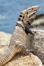 Male, Iguana on the rocks in Cabo San Lucas, Mexico
