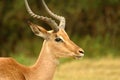 Male impala Royalty Free Stock Photo