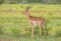 A male impala Aepyceros melampus on an african savannah, Welgevonden Game Reserve, South Africa. Royalty Free Stock Photo