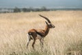 Male Impala Aepyceros melampus grazing in dry savannah. Serengeti National Park, Tanzania Royalty Free Stock Photo