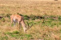 Male Impala (Aepyceros melampus) grazing in dry savannah in Serengeti National Park, Tanzania Royalty Free Stock Photo