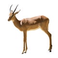 Male impala Royalty Free Stock Photo