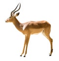 Male impala Royalty Free Stock Photo