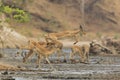 Male Impala (Aepyceros melampus) jumping across mud Royalty Free Stock Photo