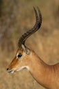 Male Impala Aepyceros melampus Royalty Free Stock Photo