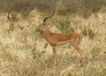 Male Impala Aepyceros melampus standing in the bush Royalty Free Stock Photo