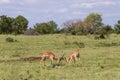 .Male impala Aepyceros melampus rams fighting for dominance and locking horns during rutting season Royalty Free Stock Photo