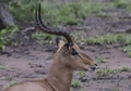 Male Impala, Aepyceros melampus,sitting on ground Royalty Free Stock Photo