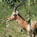 Male Impala, Africa