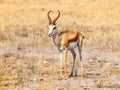 Male impala antelope, Aepyceros melampus, living in eastern and southern Africa. Royalty Free Stock Photo