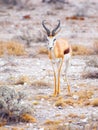 Male impala antelope, Aepyceros melampus, living in eastern and southern Africa. Royalty Free Stock Photo