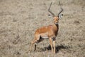 Male Impala Antelope Royalty Free Stock Photo