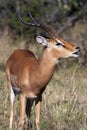 Male Impala Antelope - Botswana Royalty Free Stock Photo