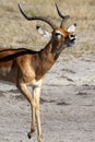 Male Impala Antelope - Botswana Royalty Free Stock Photo