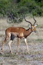 Male Impala Antelope - Botswana - Africa Royalty Free Stock Photo