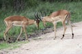 Male Impala antelope before horns collide Royalty Free Stock Photo