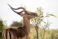 Male Impala Antelope with Long Horns Royalty Free Stock Photo