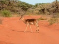 Male Impala Royalty Free Stock Photo