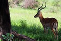 Male Impala antelope Royalty Free Stock Photo