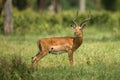 Male impala antelope Tragelaphus strepsiceros in natural habitat, Etosha National Park, Namibia Royalty Free Stock Photo