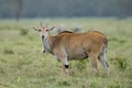 Male impala antelope Tragelaphus strepsiceros in natural habitat, Etosha National Park, Namibia Royalty Free Stock Photo