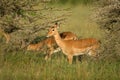 Male impala antelope Tragelaphus strepsiceros in natural habitat, Etosha National Park, Namibia Royalty Free Stock Photo