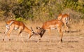 Male Impala Antelopes fighting