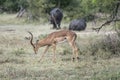 male Impala bending down on grass, Kruger park, South Africa