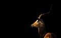 Male Impala, Botswana Royalty Free Stock Photo