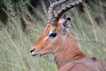 Male Impala, close-up