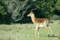 Male impala in countryside Royalty Free Stock Photo