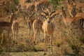 Male impala defending group of females, African wildlife Royalty Free Stock Photo