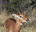 Male Impala - Flehman responce Royalty Free Stock Photo