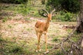 Male Impala gazelle