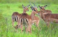 Male Impala and harem