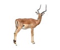Male impala isolated Royalty Free Stock Photo