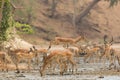 Male Impala jumping across mud