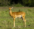 Male Impala Kenya Africa