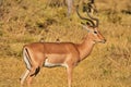 Male Impala with Oxpeckers Royalty Free Stock Photo