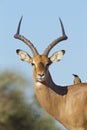 Male Impala Portrait (aepyceros melampus) Botswana