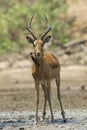 Male Impala with Red-billed Oxpecker