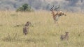 Male impala running away from two stalking Cheetah in high grass