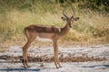 Male impala on sandy ground facing camera