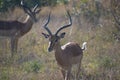 Male impale at Kruger National Park