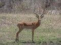 Male impala scanning for the predators. Royalty Free Stock Photo