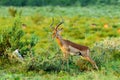 Male impala landscape during summer Royalty Free Stock Photo