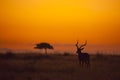 Male Impala silhouetted at sunrise Royalty Free Stock Photo