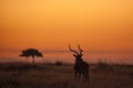 Male Impala silhouetted at sunrise Royalty Free Stock Photo