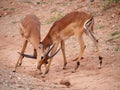 Male Impala Sparring Royalty Free Stock Photo